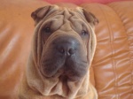 sharpei