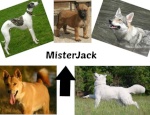 MisterJack