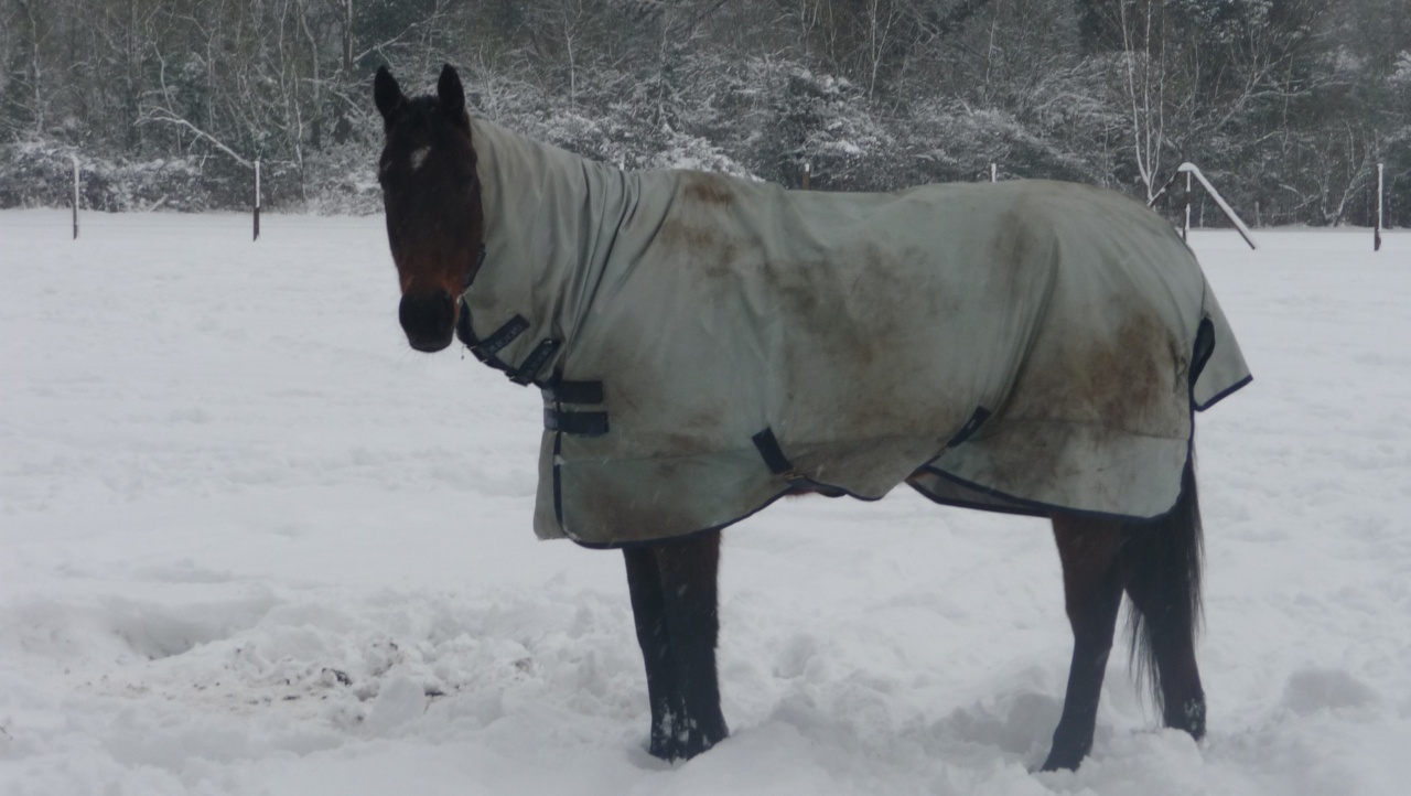 Paddy in the Snow