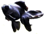 the_black_goldfish