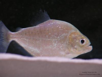 Serrasalmus Gouldingi