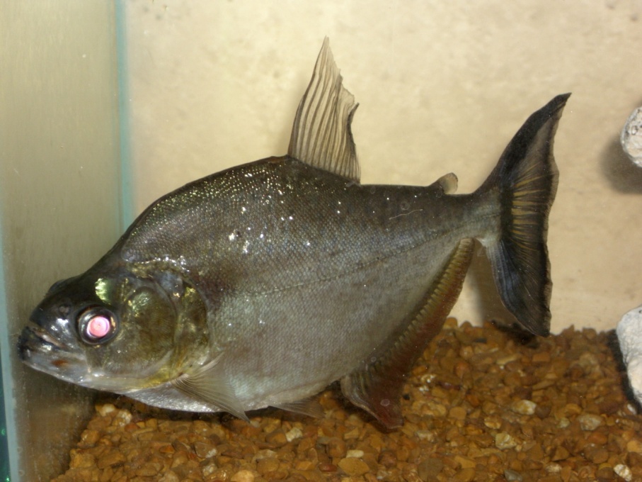 Serrasalmus Marginatus - 002