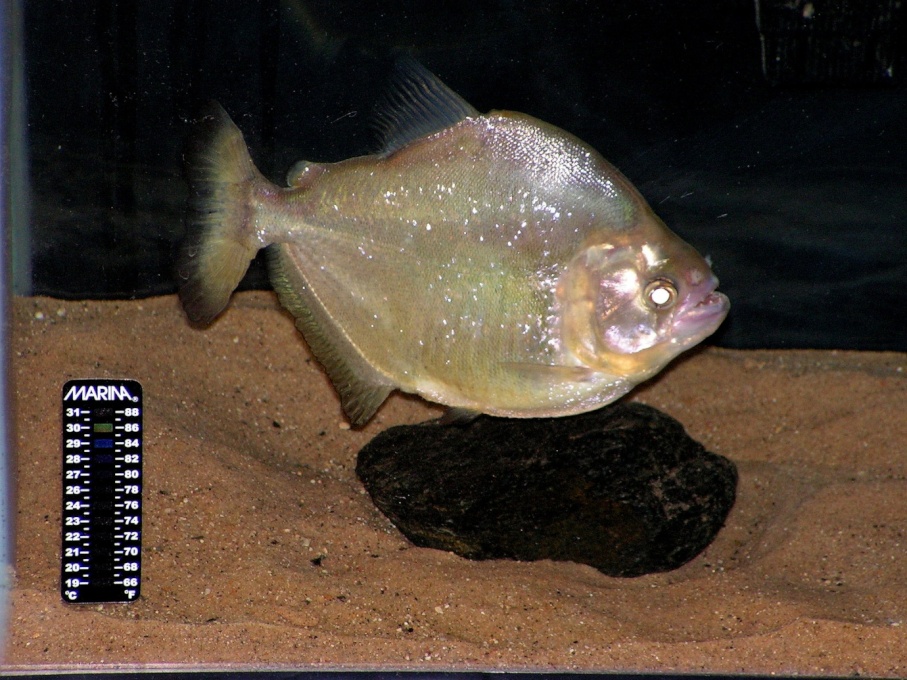 Serrasalmus Maculatus - 005