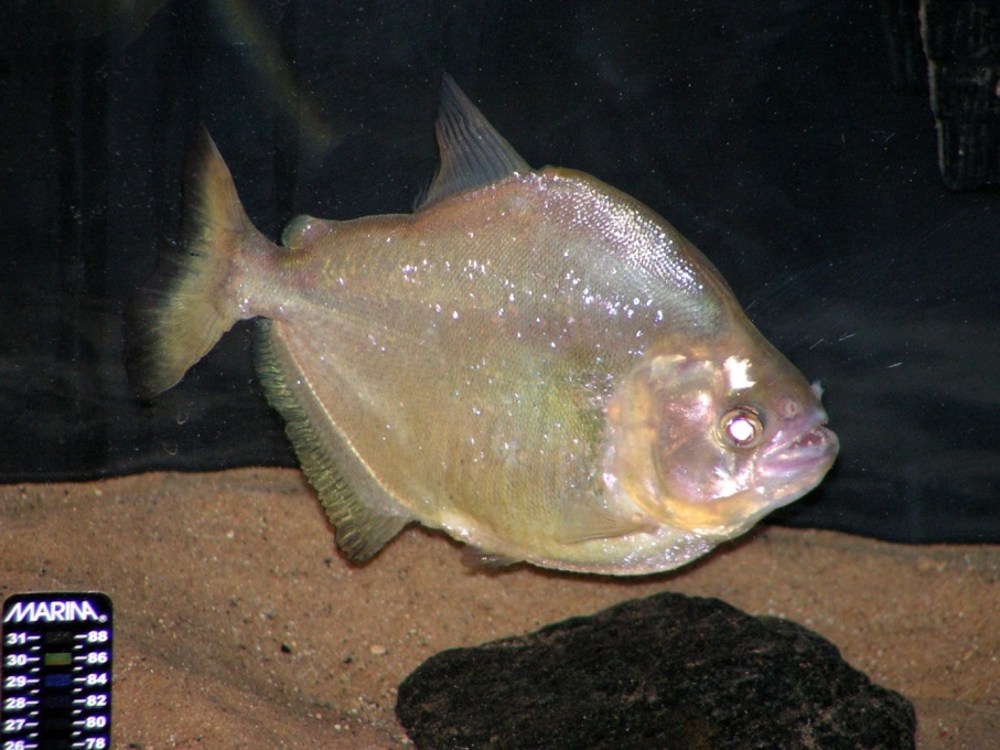 Serrasalmus Maculatus - 002