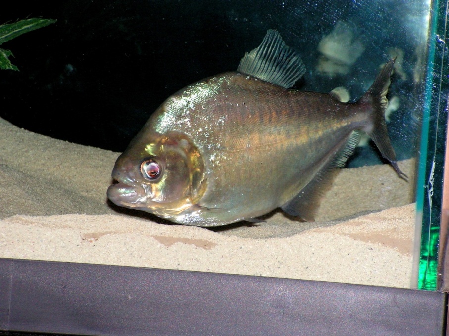 Serrasalmus Gouldingi