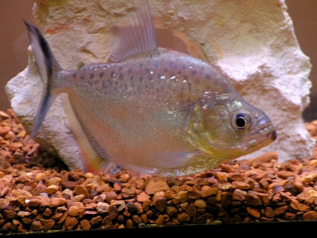 Serrasalmus Marginatus - 004