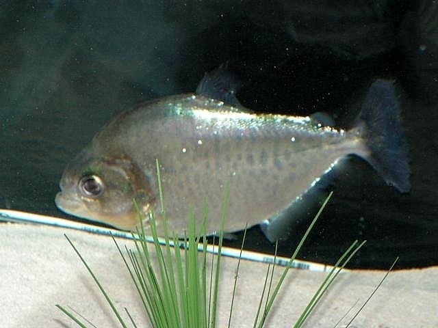 Serrasalmus Gouldingi