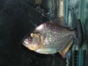Serrasalmus Rhombeus Piranh10