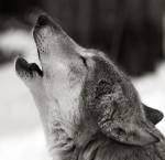 Lobo_solitario