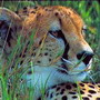 guepard