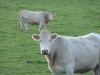 Une vache mayennaise , surement une limousine .