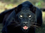 black tiger