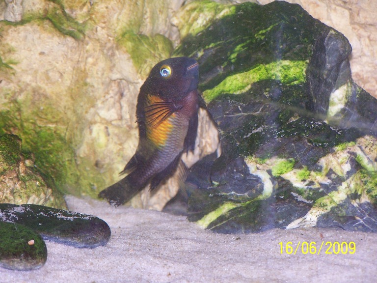 Tropheus moorii kasakalawe