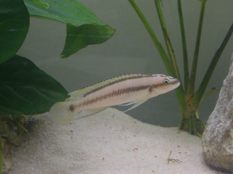 Telmatochromis brichardi.