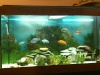 aquarium 260 ltres