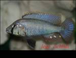 lego_cichlids