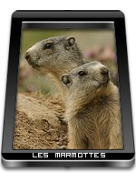 Les marmottes