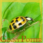 Ginny Potter (01)