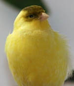 Canary