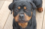 nincy_rottweiler