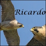 RicardoKind