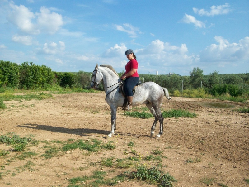 CABALLOS EN VENTA Redond10_800x600