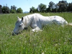 VETERINARIA DE CABALLOS 83-78