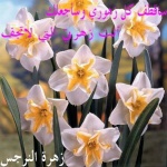 زهره النرجس