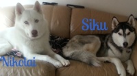 siku&nikolai