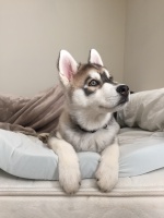 SterlingTheHusky