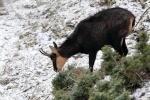 chamois jura