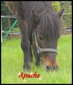 Apache