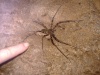 Cave spider in Racer cave, Sarawak, Borneo.