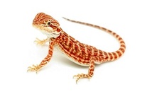 Gecko 18
