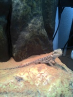 Arthur le pogona