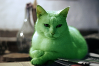 Le Chat Vert