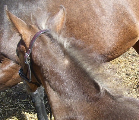 Bay Silver Foal Mane (Day 38)