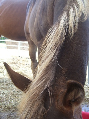 Bay Silver Foal Mane  (Day 113)