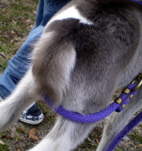 Tail - Cupid - 20 hours old