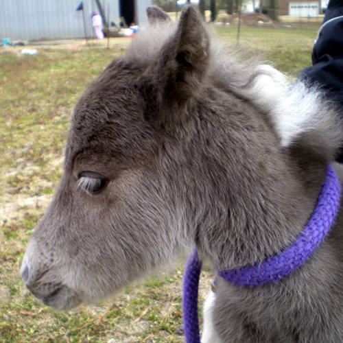 eyelashes - Cupid - 20 hours old - 001