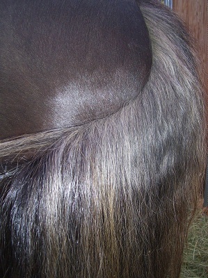 Brown Silver Tail