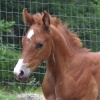 Rosemari MVF  (foal)