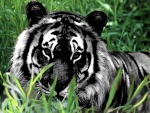 blacktiger