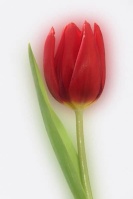 Tulip_0