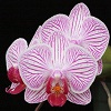 Phalaenopsis