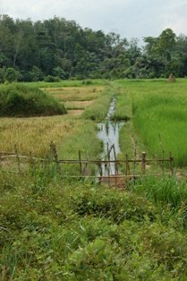 Rice field in Tchien District of Grand Gedeh County