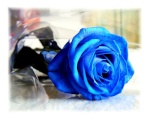 BlueRose