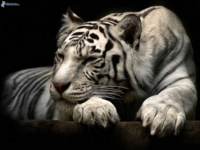 white tiger