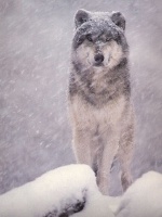 Wolfy