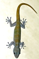 Kiwi-gecko-auratus